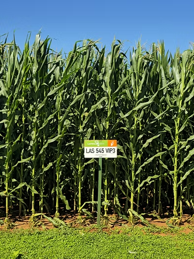 7beefa_6684343fbb104ee38897d1ab8a4952e8_mv2