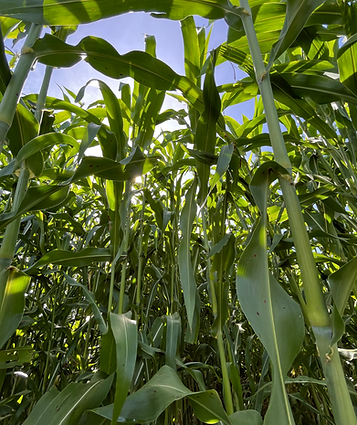 7beefa_2560a35847374e19ba66c71489b3ac02~mv2