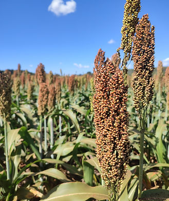 7beefa_27921f36c1da441b9f0cc1fc83034c8d~mv2