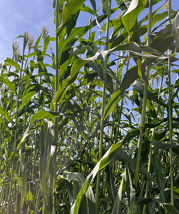 7beefa_48f28d1d36ed459daf1c7a97f0d84759~mv2 (1)