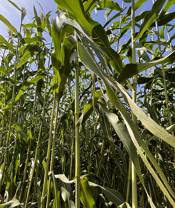 7beefa_76989e0a71ca4097bc6cae29f26d1fe7~mv2