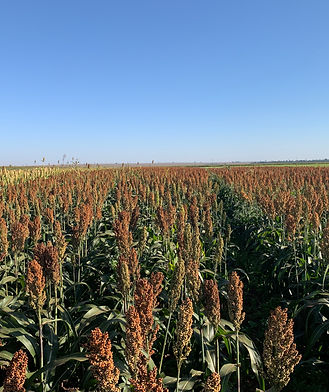 7beefa_7d7d2889c0004422907d5b4eb7928c68~mv2