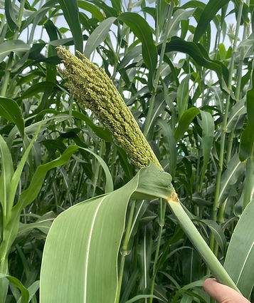 7beefa_897d034ff44c4dedbe757959cff25c23~mv2