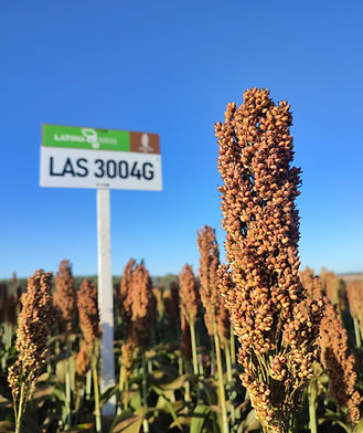 7beefa_bc687311940141999dc4c9901e6cd70c~mv2