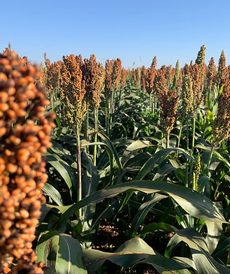 7beefa_d4f20b7f7bb94b9fa4a916288f4ff775~mv2