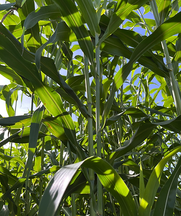 7beefa_fb7336586e9f4ddcac4c022459951bc3~mv2