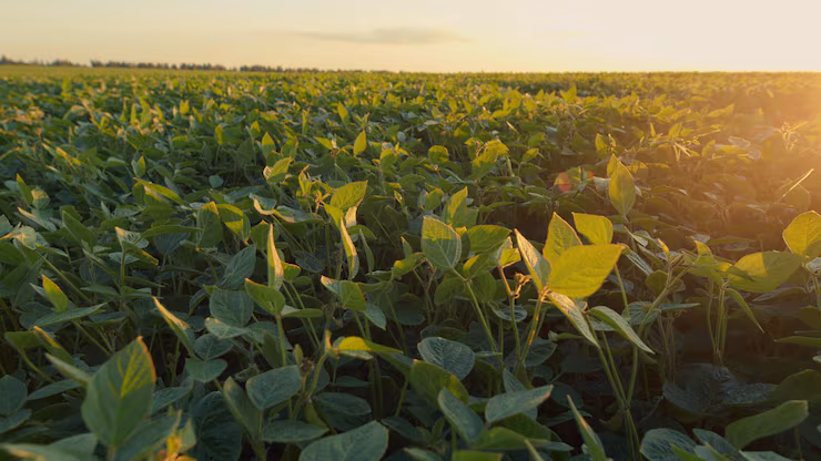 campo-de-soja-cultivado-amadurecendo-na-estacao-de-verao-as-mudas-estao-crescendo-no-solo-com-fundo-de-campos-verdes-de-luz-solar-no-verao_219144-17634